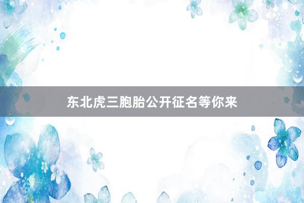 东北虎三胞胎公开征名等你来